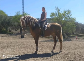 PRE Blandning, Hingst, 6 år, 165 cm, Palomino