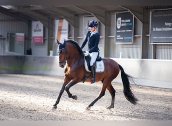 PRE Blandning, Hingst, 6 år, 167 cm, Mörkbrun