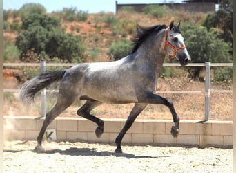 PRE Blandning, Hingst, 6 år, 171 cm, Grå