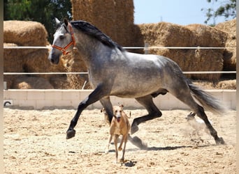 PRE Blandning, Hingst, 6 år, 171 cm, Grå