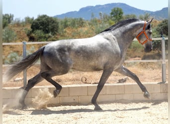 PRE Blandning, Hingst, 6 år, 171 cm, Grå