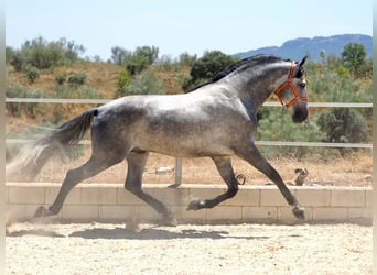 PRE Blandning, Hingst, 6 år, 171 cm, Grå