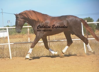 PRE, Hingst, 6 år, 176 cm, Fux