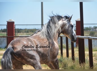 PRE, Hingst, 7 år, 159 cm, Grå