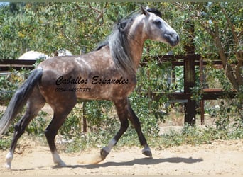 PRE, Hingst, 7 år, 159 cm, Grå