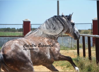 PRE, Hingst, 7 år, 159 cm, Grå