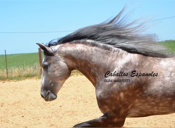 PRE, Hingst, 7 år, 159 cm, Grå