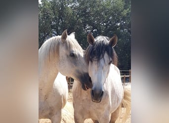 PRE, Hingst, 7 år, 162 cm, Grå