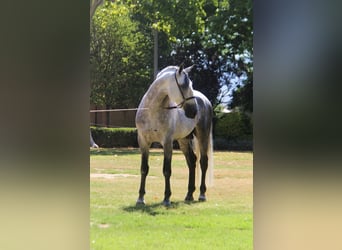 PRE Blandning, Hingst, 7 år, 166 cm, Gråskimmel