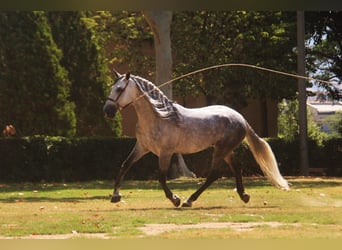 PRE Blandning, Hingst, 7 år, 166 cm, Gråskimmel