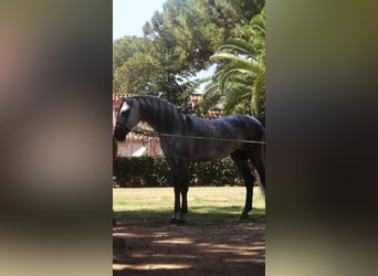 PRE Blandning, Hingst, 7 år, 166 cm, Gråskimmel