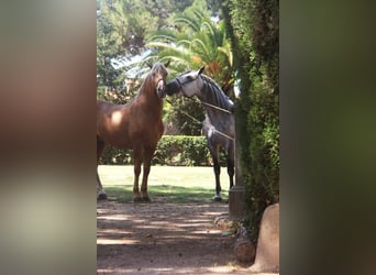 PRE Blandning, Hingst, 7 år, 166 cm, Gråskimmel