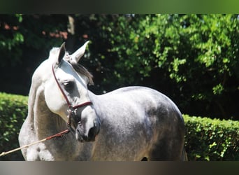 PRE Blandning, Hingst, 7 år, 166 cm, Gråskimmel