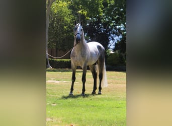 PRE Blandning, Hingst, 7 år, 166 cm, Gråskimmel