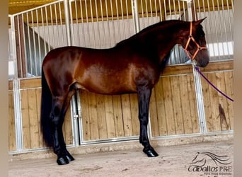 PRE Blandning, Hingst, 7 år, 167 cm, Brun