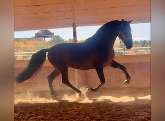 PRE Blandning, Hingst, 7 år, 167 cm, Brun