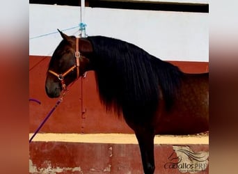 PRE Blandning, Hingst, 7 år, 167 cm, Brun