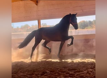 PRE Blandning, Hingst, 7 år, 167 cm, Brun