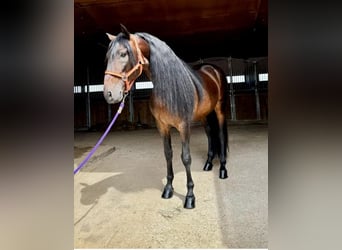 PRE Blandning, Hingst, 7 år, 167 cm, Brun