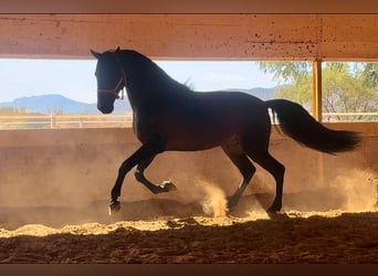 PRE Blandning, Hingst, 7 år, 167 cm, Brun