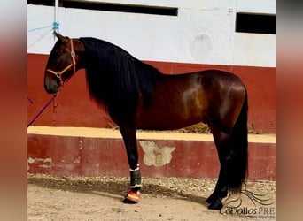 PRE Blandning, Hingst, 7 år, 167 cm, Brun