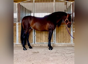 PRE Blandning, Hingst, 7 år, 167 cm, Mörkbrun