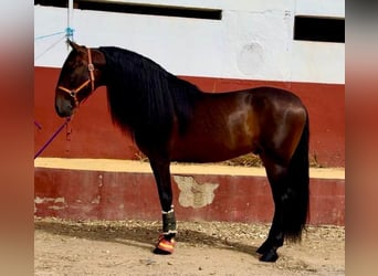 PRE Blandning, Hingst, 7 år, 167 cm, Mörkbrun