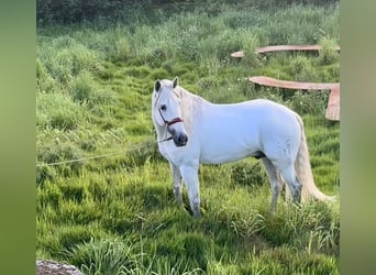 PRE Blandning, Hingst, 7 år, 168 cm, Grå