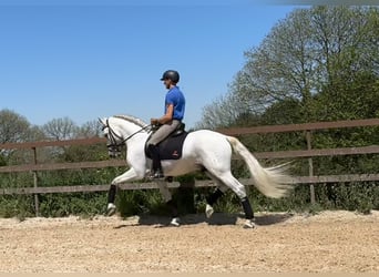 PRE Blandning, Hingst, 7 år, 168 cm, Grå