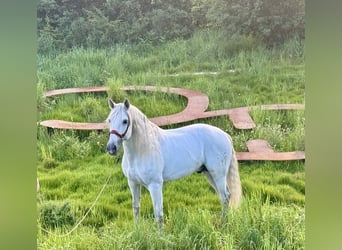 PRE Blandning, Hingst, 7 år, 168 cm, Grå