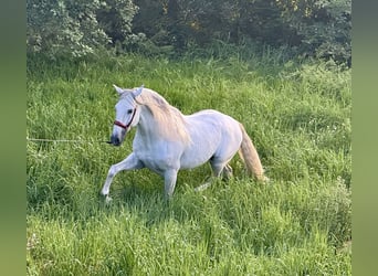 PRE Blandning, Hingst, 7 år, 168 cm, Grå