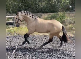 PRE Blandning, Hingst, 7 år, 168 cm, Gulbrun