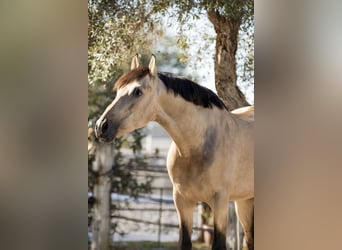 PRE Blandning, Hingst, 7 år, 168 cm, Gulbrun