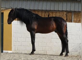 PRE Blandning, Hengst, 7 Jahre, 168 cm, Dunkelbrauner