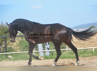 PRE, Hingst, 7 år, 168 cm, Rökfärgad svart