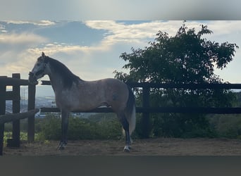 PRE Blandning, Hingst, 7 år, 169 cm, Grå