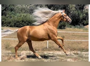 PRE Blandning, Hingst, 7 år, 170 cm, Palomino