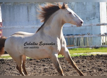 PRE, Hingst, 8 år, 158 cm, Perlino