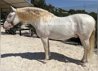 PRE Blandning, Hingst, 8 år, 160 cm, Perlino