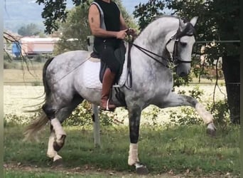 PRE Blandning, Hingst, 8 år, 165 cm, Grå