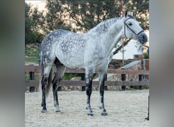 PRE Blandning, Hingst, 9 år, 168 cm, Gråskimmel