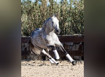 PRE Blandning, Hingst, 9 år, 168 cm, Gråskimmel