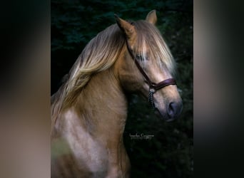 PRE, Hingst, 9 år, 171 cm, Pärla