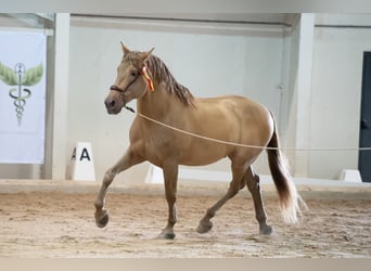 PRE, Hingst, 9 år, 171 cm, Pärla