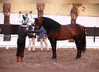PRE, Hingst, 9 år, 172 cm, Brun