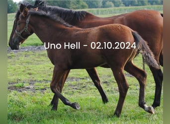 PRE Blandning, Hingst, Föl (04/2024), 158 cm, Brun