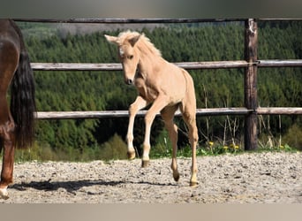 PRE, Hingst, Föl (03/2024), 160 cm, Palomino