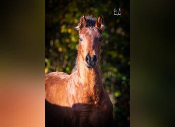 PRE, Hingst, Föl (05/2024), 164 cm, Brun