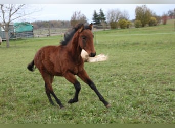 PRE, Hingst, Föl (05/2024), 165 cm, Brun