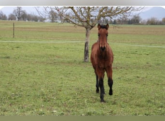 PRE, Hingst, Föl (05/2024), 165 cm, Brun